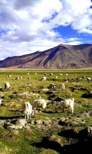 Ladakh (4)